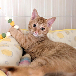 【9/20⭐️泉大津にて譲渡会】参加猫雪若丸くん