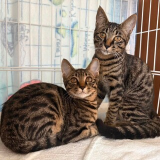 可愛いさかりの仔猫