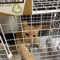 茶トラの女の子！里親募集中です！