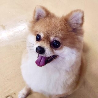 ポメラニアン × 高知県が募集対象」保護犬の里親募集情報 :: ペットの