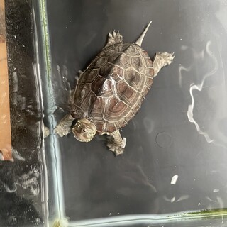 クサガメ里親募集！なついてる子です