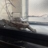 クサガメ里親募集！なついてる子です サムネイル4