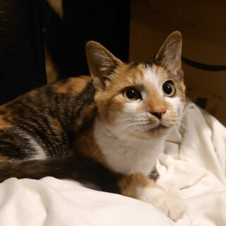 甘えたなミケちゃんです♪