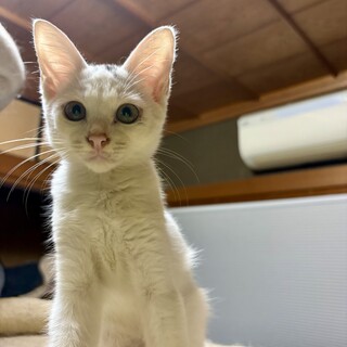 猫大好き！くっついていたい！　テト　2ヶ月