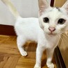 猫大好き！くっついていたい！　テト　2ヶ月 サムネイル2