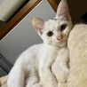 猫大好き！くっついていたい！　テト　2ヶ月 サムネイル3