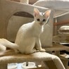 猫大好き！くっついていたい！　テト　2ヶ月 サムネイル4