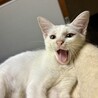 猫大好き！くっついていたい！　テト　2ヶ月 サムネイル5