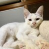 猫大好き！くっついていたい！　テト　2ヶ月 サムネイル6