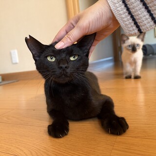 人間が大好きな黒猫ママのクロミちゃん