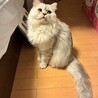 がんがんじぃ
