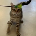 【10月17日譲渡会参加】のぞみちゃん