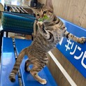 【10月17日譲渡会参加】むつみちゃん