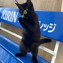 【トライアル中】ごまちゃん