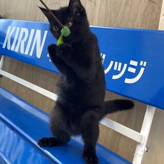 【トライアル中】ごまちゃん