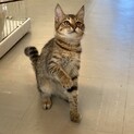 【10月17日譲渡会参加】だんごちゃん