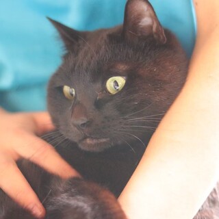 里親募集　黒猫