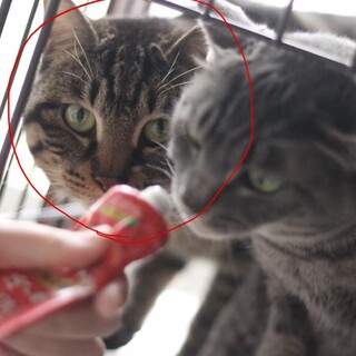 里親募集　キジトラだんし。