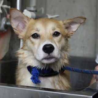 可愛い野犬の仔犬【ひかり】ちゃん