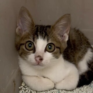 ジョージくん