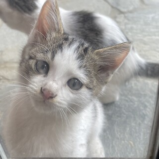 かわいい、子猫ちゃん！