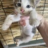 かわいい、子猫ちゃん！ サムネイル2