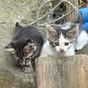 かわいい、子猫ちゃん！ サムネイル3