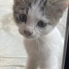 かわいい、子猫ちゃん！ サムネイル4