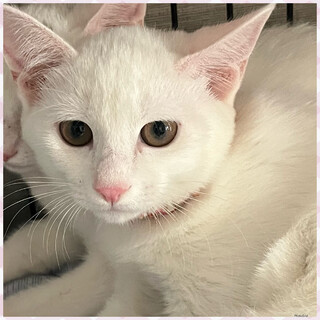 交渉中です★なでなでOKメレンゲちゃん