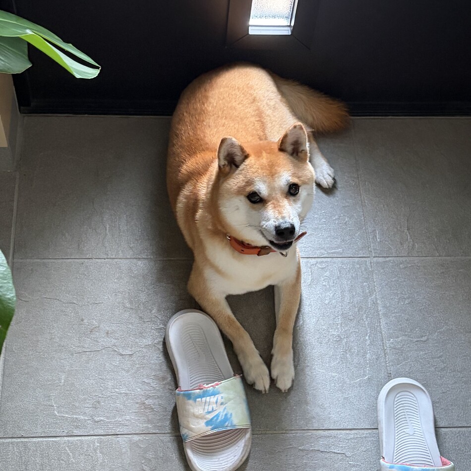 むぎくんのカバー写真