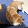 甘えん坊さん