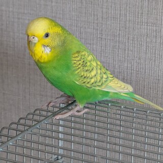 セキセイインコ2羽 一緒に。 メス3歳、オス8ヶ月
