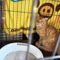 シャーシャー茶トラキャリア猫