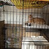 シャーシャー茶トラキャリア猫 サムネイル2