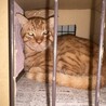シャーシャー茶トラキャリア猫 サムネイル3