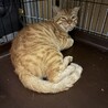 シャーシャー茶トラキャリア猫 サムネイル4