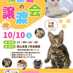 保護猫の譲渡会（横浜市旭区）