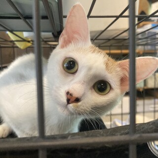 ツンデレかわいいおてんばちゃんです