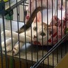ツンデレかわいいおてんばちゃんです サムネイル2