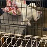 ツンデレかわいいおてんばちゃんです サムネイル3