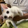 ツンデレかわいいおてんばちゃんです サムネイル4