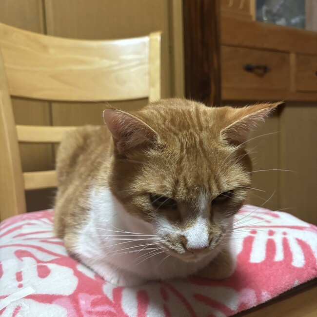 つばさGTのカバー写真