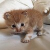 コニャンコ飼い主