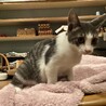 野良猫の子猫を保護しました サムネイル2
