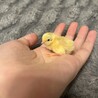 りり1