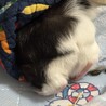 おこめてお