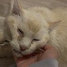 推定8歳の男の子【エイズキャリアです】 サムネイル3