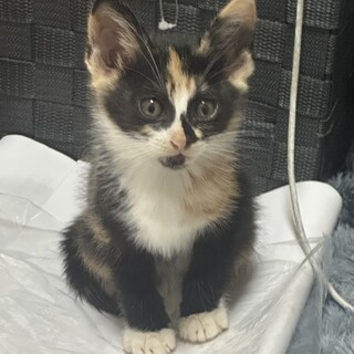 三毛猫メス２～3ヶ月