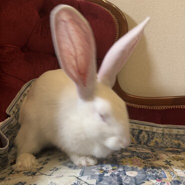縮んだ姿