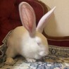 縮んだ姿